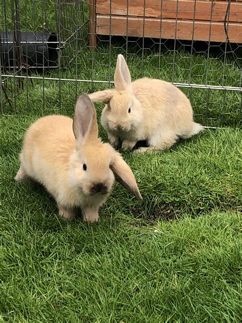 4 RexSatin baby bunnies for sale. . Rabbits near me for sale